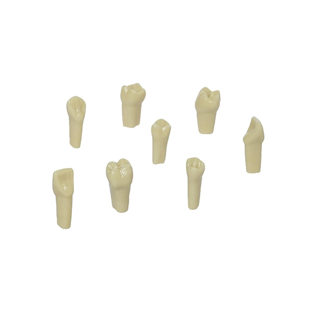 Model Tooth With Screw No 31 100pk