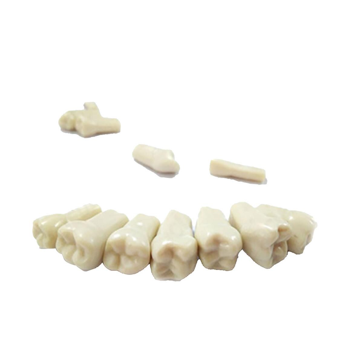 Deciduous Model Teeth Set